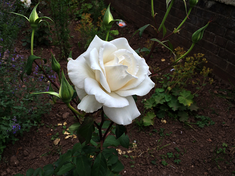 Media picture: Spode Rose Garden
